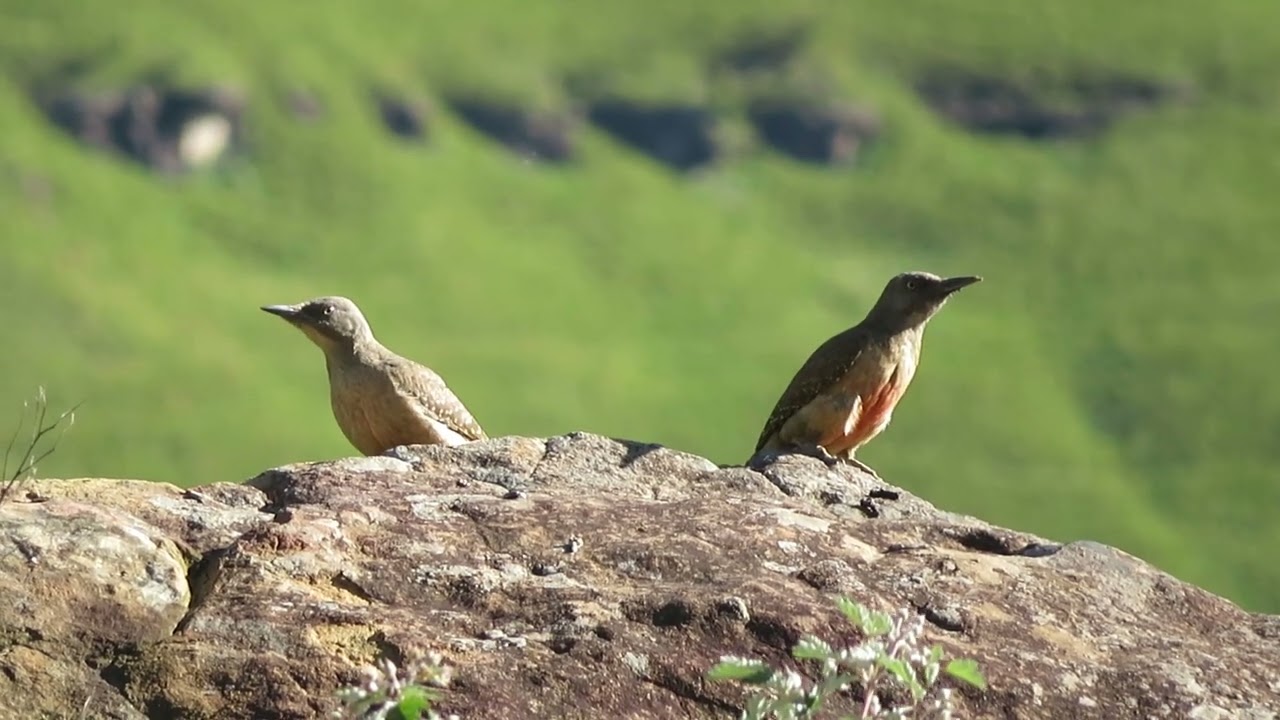 Ground Woodpecker, Geocolaptes olivaceus, Sani Pass, South Africa, 24 Nov 2022 (3/4)