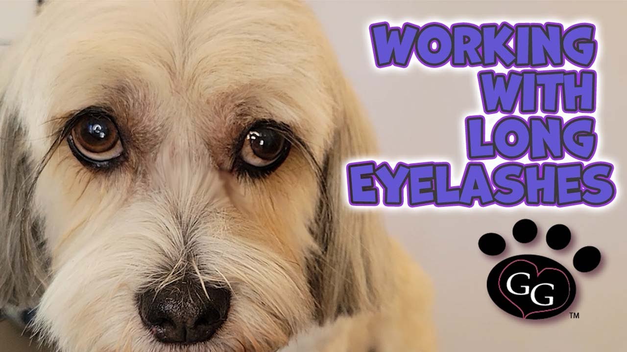 Working with Long Eyelashes on Dogs Tips for Keeping Lashes Safe