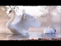 La Leyenda del Cisne