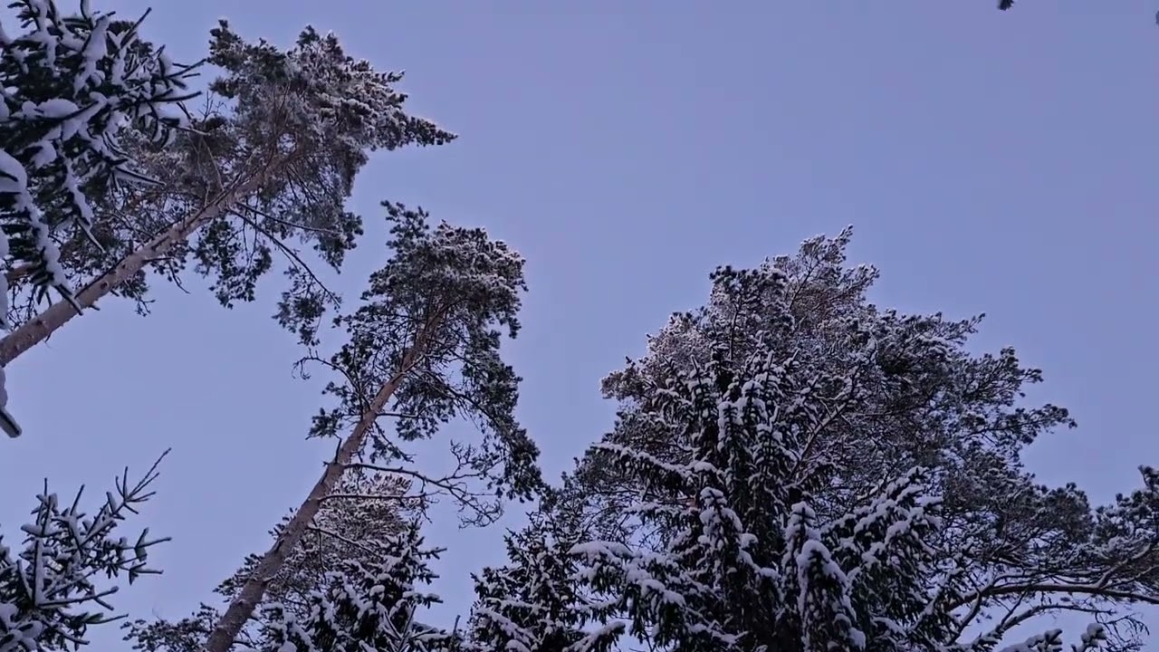 Lumen kulkija.Walking in the snow.