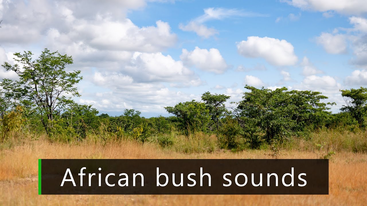Lazy afternoon in the African bush - Nature sounds - YouTube