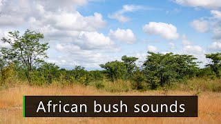 Lazy afternoon in the African bush - Nature sounds