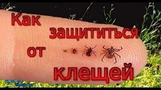 Укус клеща / Tick bite