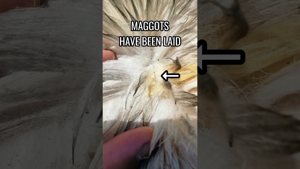 FLIES ATTACKING A SHEEP