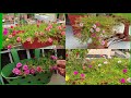 How to Grow and Care Portulaca / Moss Rose / 10 O Clock Plant || Fun Gardening