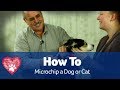 How To Microchip a Dog