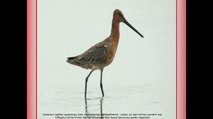 Француз порно режиссері Джон Б