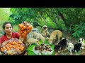 survival in the rainforest-found egg with banana tree for cook &amp; give to pets HD