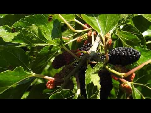 Βίντεο: Raspberry tree Tarusa: κριτικές, περιγραφή, φωτογραφία, φύτευση και φροντίδα. Τυπικό βατόμουρο Tarusa