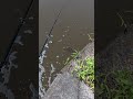 Japanese Catfish💥 #fishing #catfish