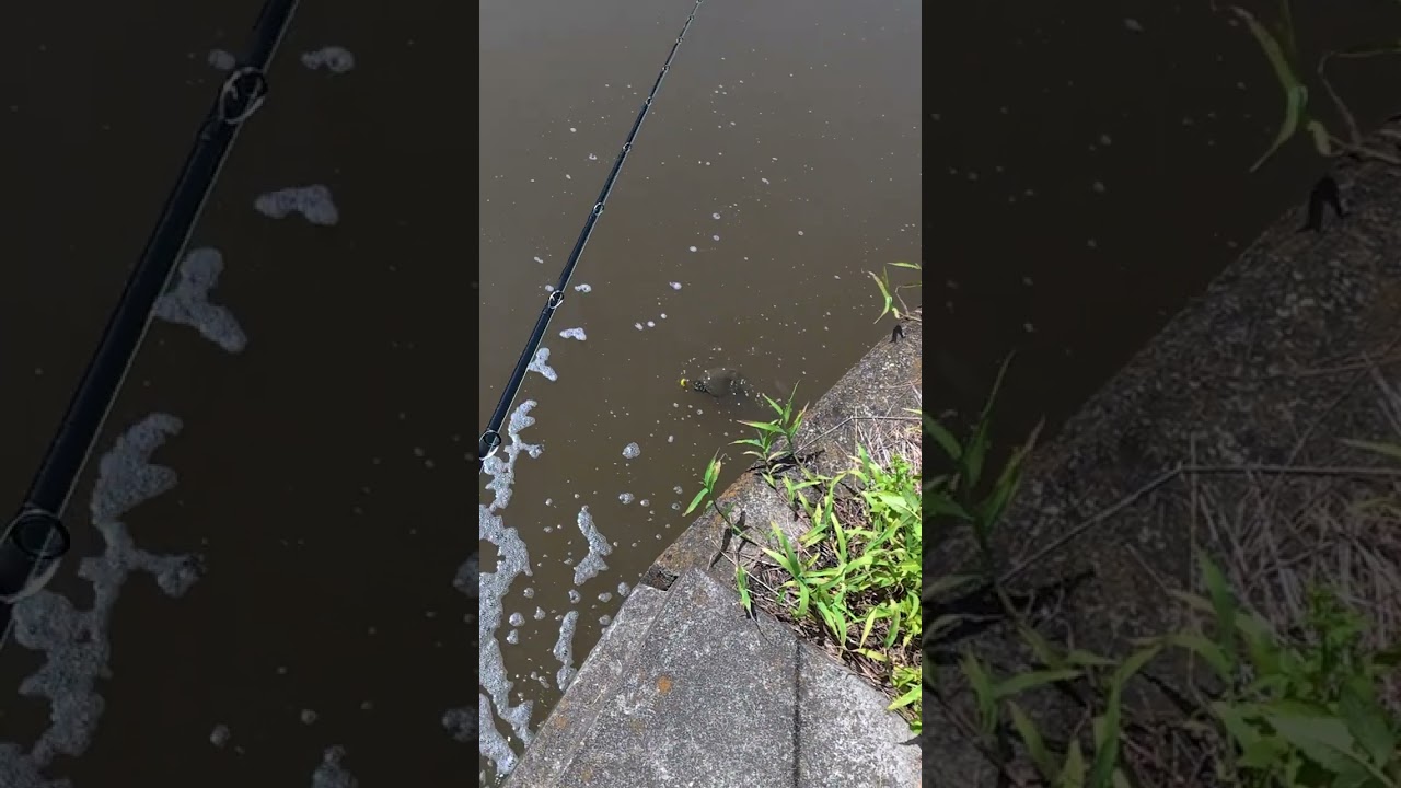 Japanese Catfish💥 #fishing #catfish