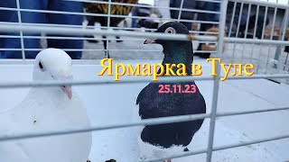 Ярмарка голубей г.Тула 25.11.23