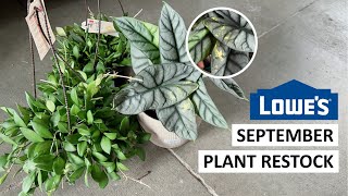 Lowe’s September Plant Restock: Hoya Burtoniae, Sport Variegated Alocasia Silver Sword, and More!