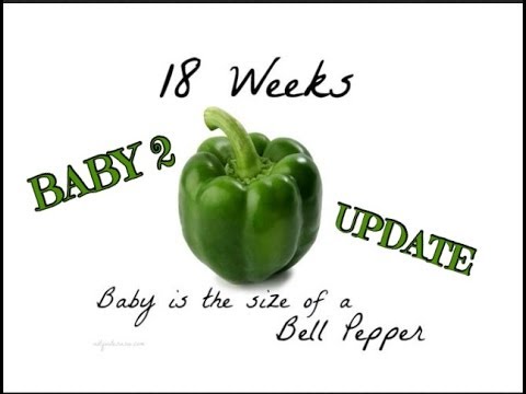 18 week pregnancy update boy or girl youtube 18 weeks baby size