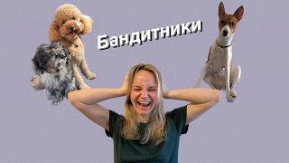 10 дней с тремя собаками|Бандитники на прогулке|Приготовления к Пасхе