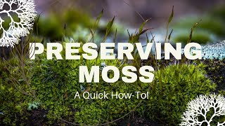 Preserving Moss! Howto