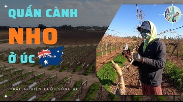 Làm Farm ở Úc - Công Việc Quấn Cành Nho Ở