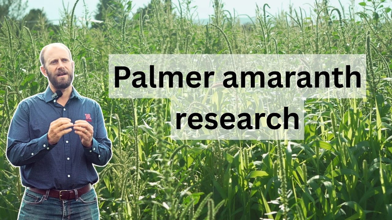 How to Manage Palmer Amaranth in Dry Beans + This Researcher's Bean Cooking Tips
