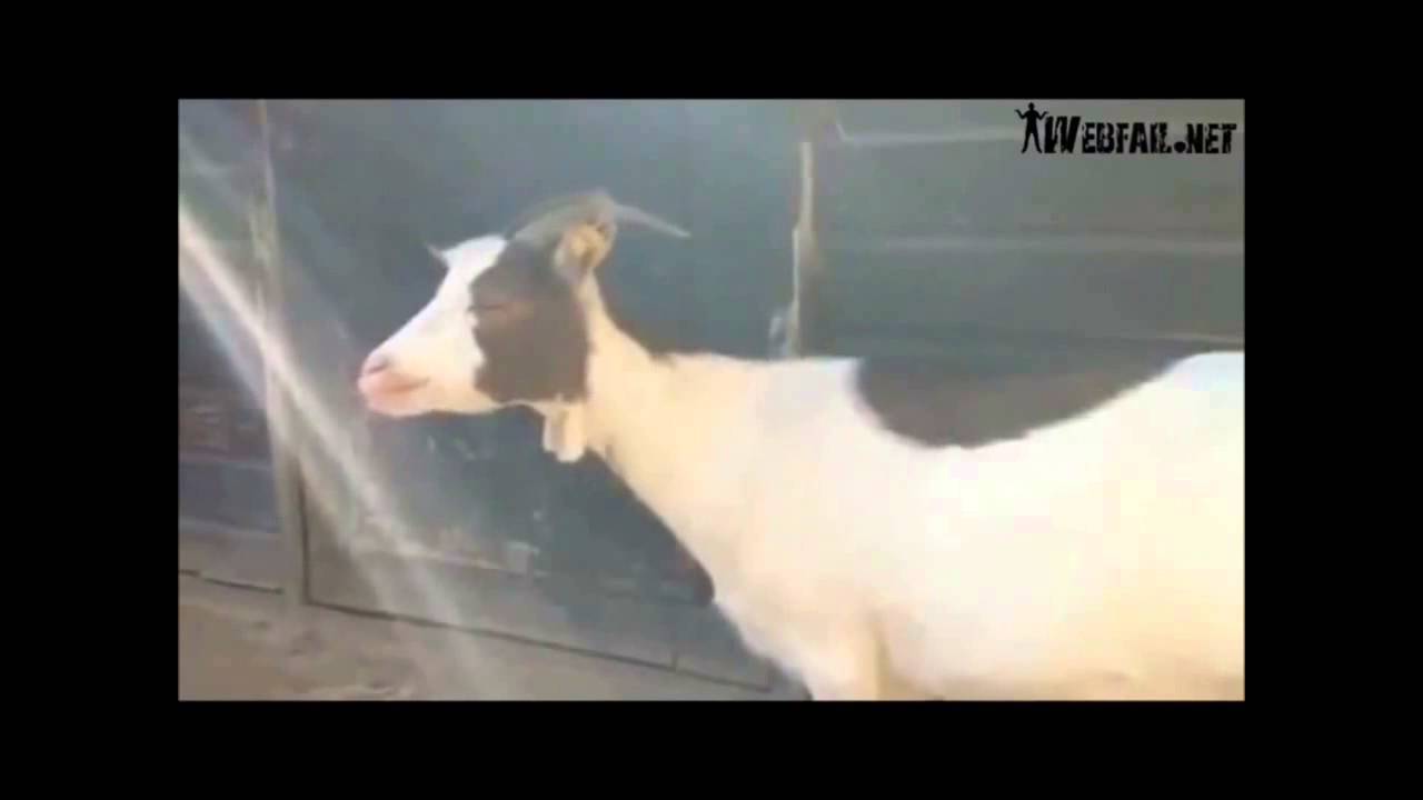16 Awesome Funny Goat Noises Youtube FUNNY ANIMALS PICTURE