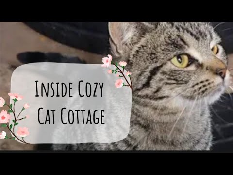 Cozy Cat Cottage Facebook