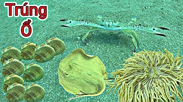 Ghẹ Ốc Sò Dương Nổi Lên Rất Nhiều Khi Lặn Điểm Tàu Chìm Ba Anh Em Bội Thu | P 696