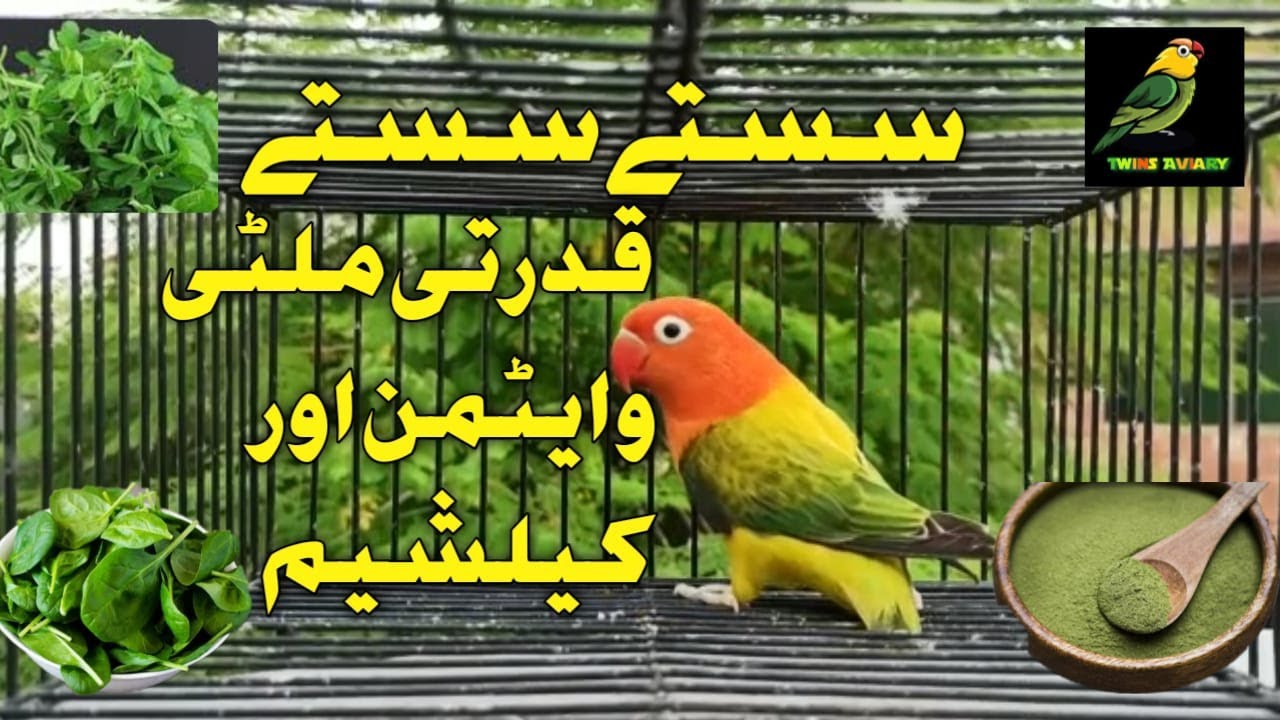 Natural Multivitamin And Calcium Sources For BIRDS | سستے سستے ملٹی وٹامن اور کیلشیم | URDU HINDI