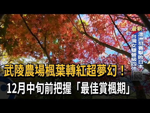 武陵農場楓葉轉紅超夢幻！ 12月中旬前把握「最佳賞楓期」－民視新聞