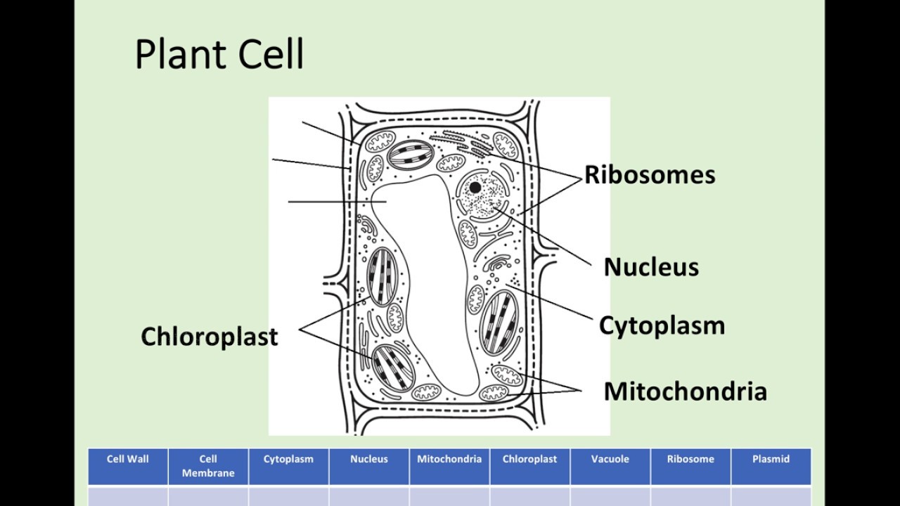 N5 Biology 1.1 Cell Structure YouTube