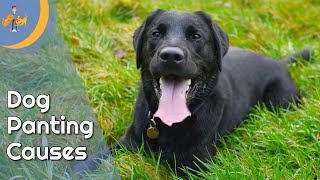 Why is My dog Panting so Much  Top 9 Reasons  Dog Health Vet Advice