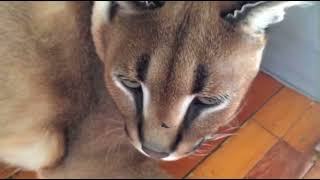 Gosha house tour with the guys screenshot 5