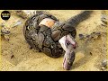 45 Horror Moments King Cobra Attack & Swallow Other Snakes Caught On Camera