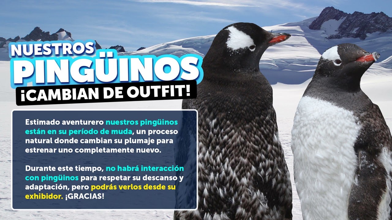 Muda pinguinos
