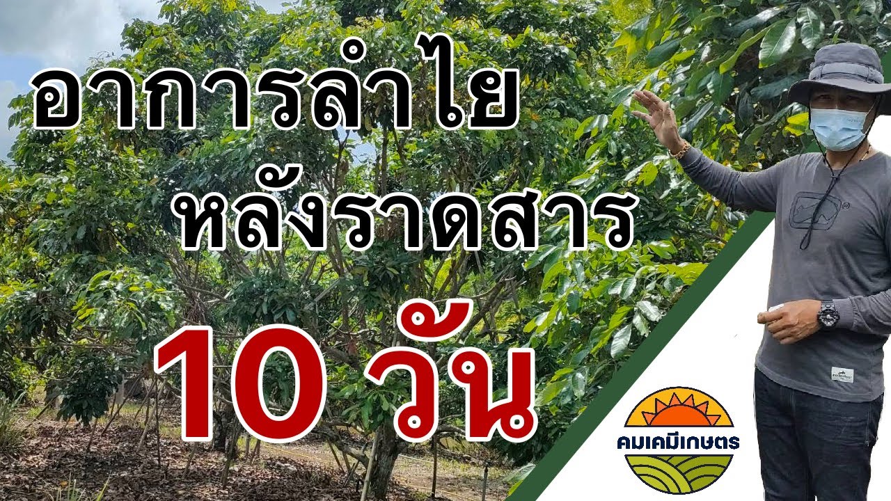 อาการลำไยหลังราดสาร 10 วัน #คมเคมีเกษตร