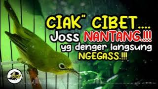 Ciak Cibet Kecial Kuning Joss NANTANG Ampuh Yg Denger Pasti Langsung NGEGAS‼️| PEPADU KECIAL