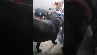 my dogs❤️ #shortsfeed #dog #shortvideo #sounds