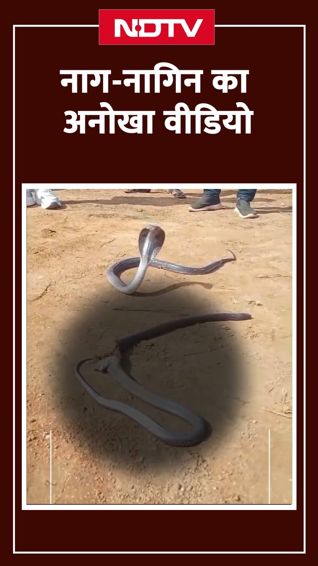 Madhya Pradesh: नाग की मौत के बाद उसके सामने घंटों बैठी रही नागिन | Viral Video | SHORTS