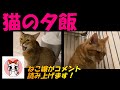 猫の夕飯タイム