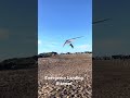 Emergency Hanggliding landing attempt.