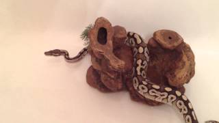 Soaking Snakes!