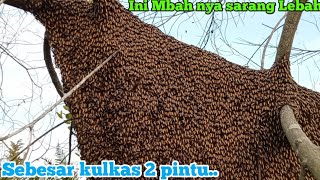 Paling ditakuti, nyaris sebesar kulkas 2 pintu sarangnya#panen#madu#hutan#Lebahapisdorsata