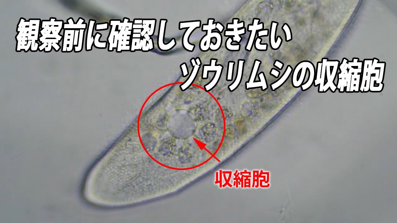 ゾウリムシ Paramecium 収縮胞hd Youtube ゾウリムシ Paramecium 収縮胞hd Youtube
