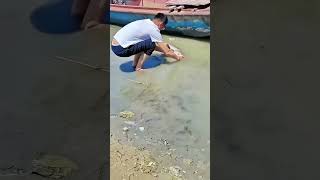 Giant Dead Fish Found by the River! Witnessing Mysterious Phenomenon in the Water