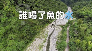 【水資源】誰喝了魚的水新武呂溪的日本禿頭鯊、大吻鰕虎不見了 (我們的島 1126集 20211011)