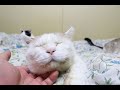 お顔なでなで stroking their pet cats 200113