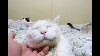 お顔なでなで stroking their pet cats  200113