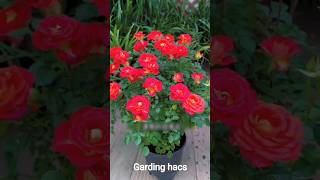 How to Grow a Rose Plant at Home 🌹 | Easy Rose Growing Tips for Beginners