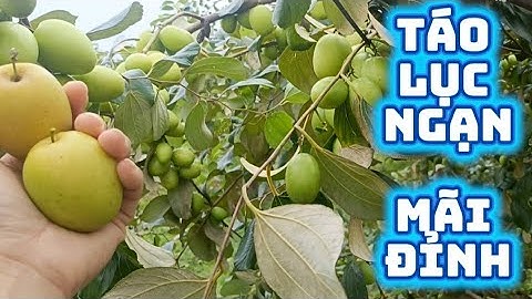 Táo Lục Ngạn Mãi Đỉnh,Sai Quả Không Sót Cành Nào.