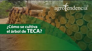 Potential of TEAK WOOD Potential of TEAK WOOD