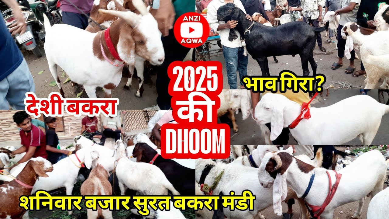 Saniwari Bazaar , Surat Bakra Mandi 2025 | Ep5 | Sachin Bakra Mandi 2025 | 