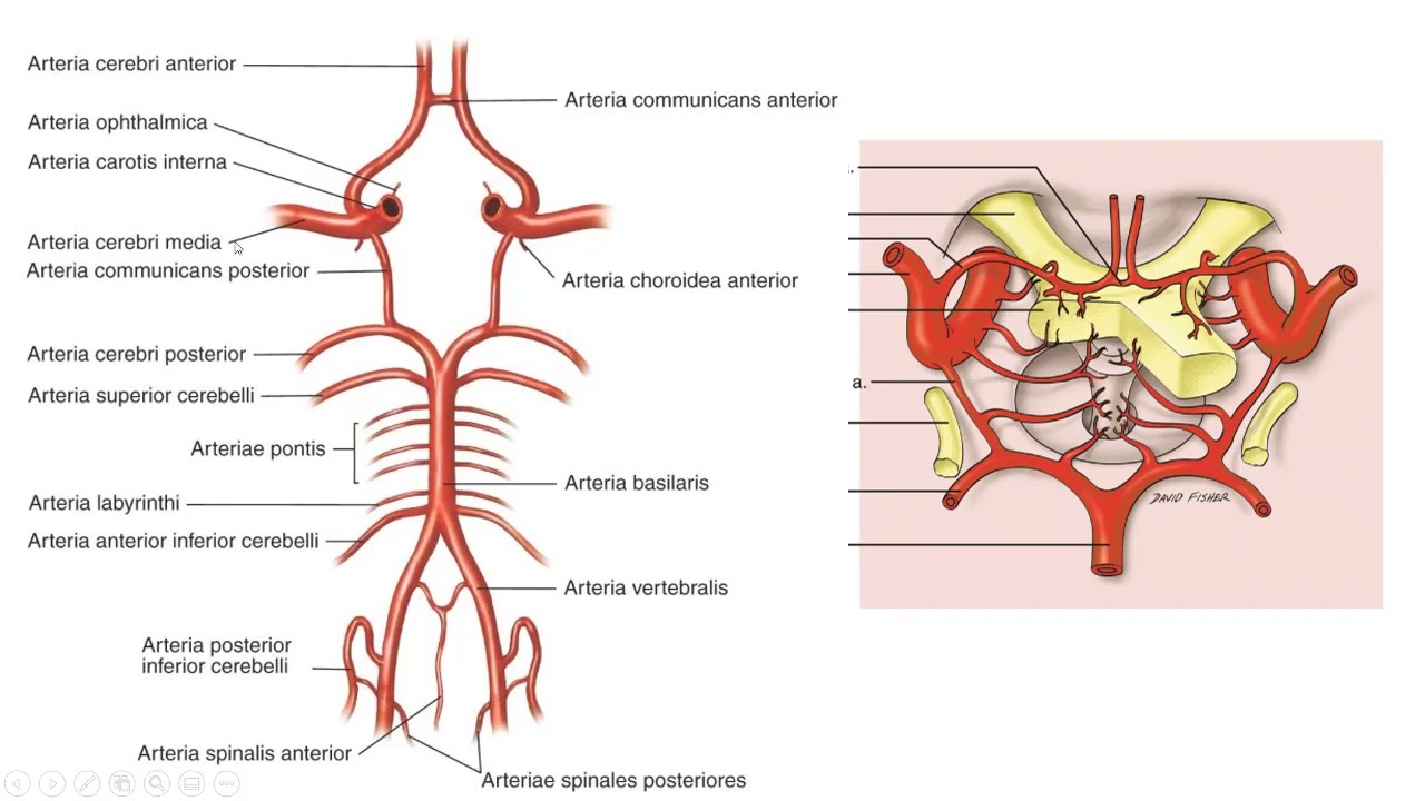 hersenen bloedvoorziening eenvoudige versie